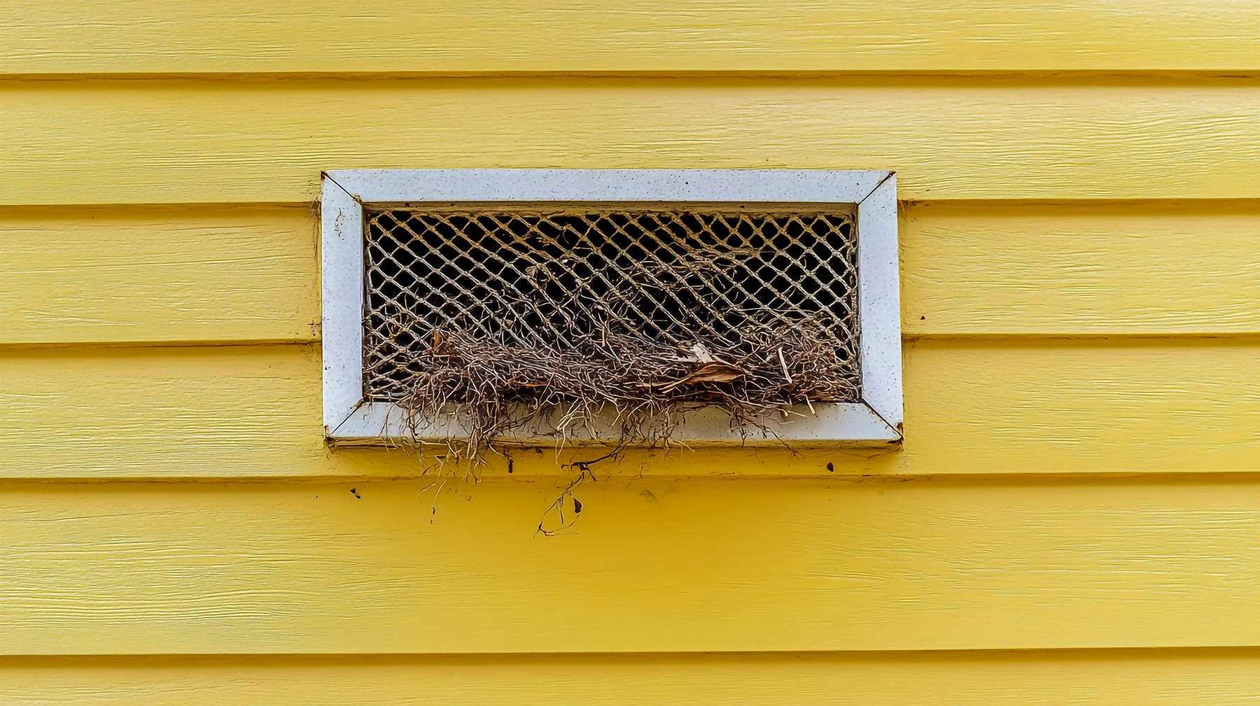 dirty outdoor dryer vent